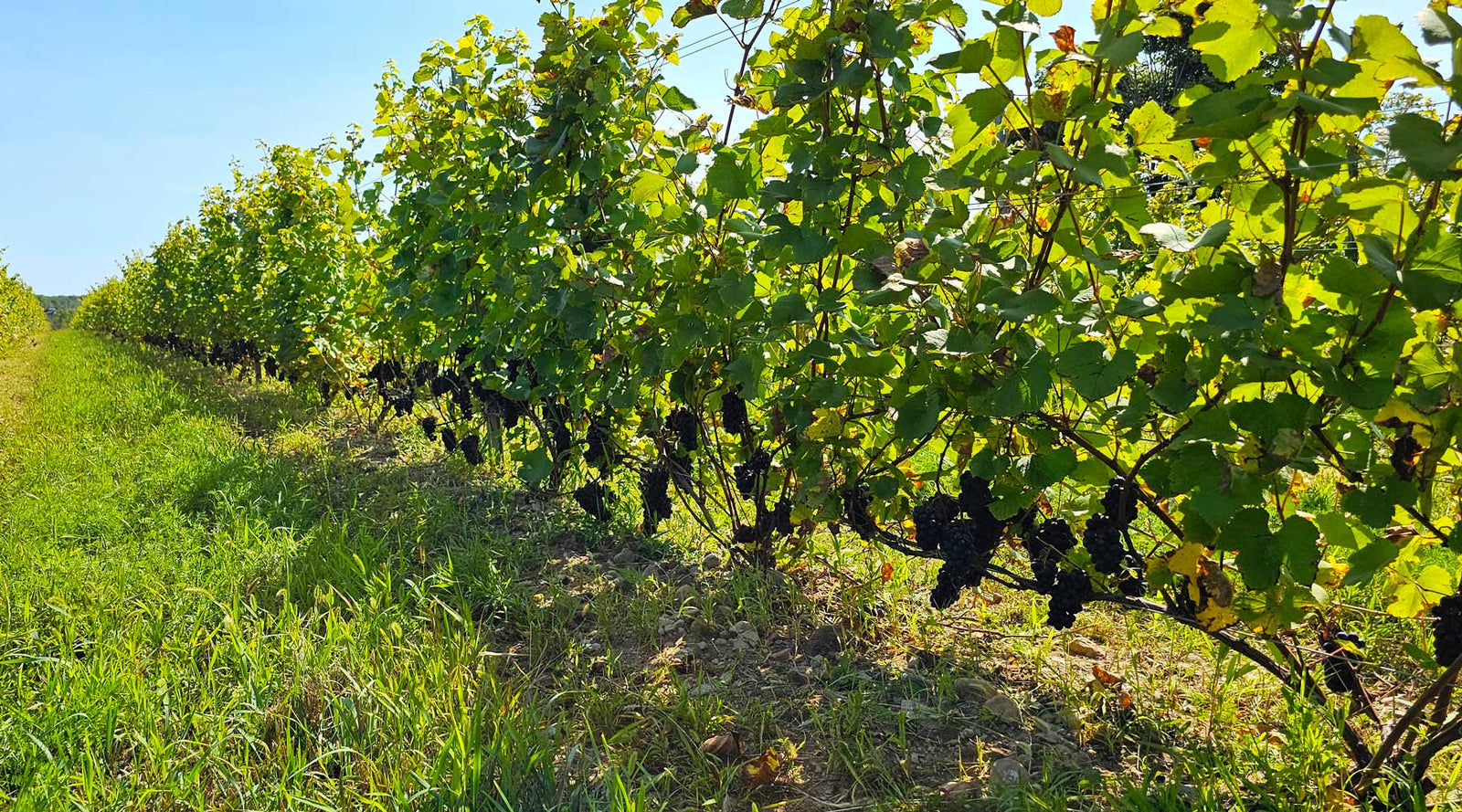 Redtail Vineyards vine