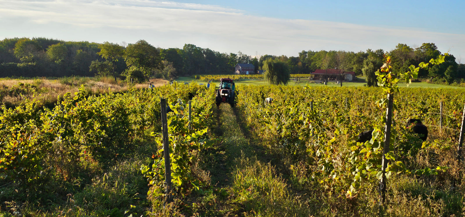 Redtail Vineyards fields