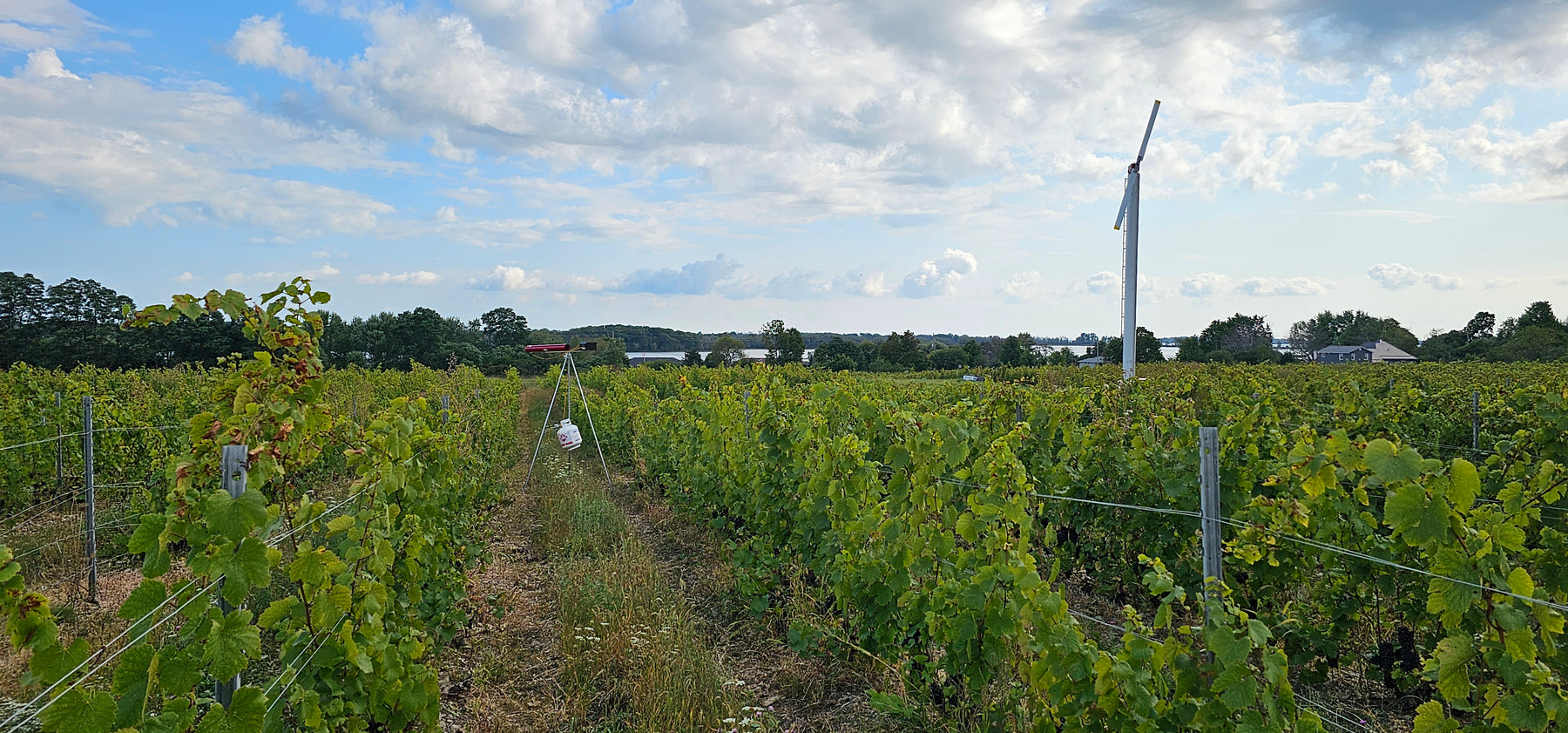 Clay, gravel, loam, and limestone in the vineyard