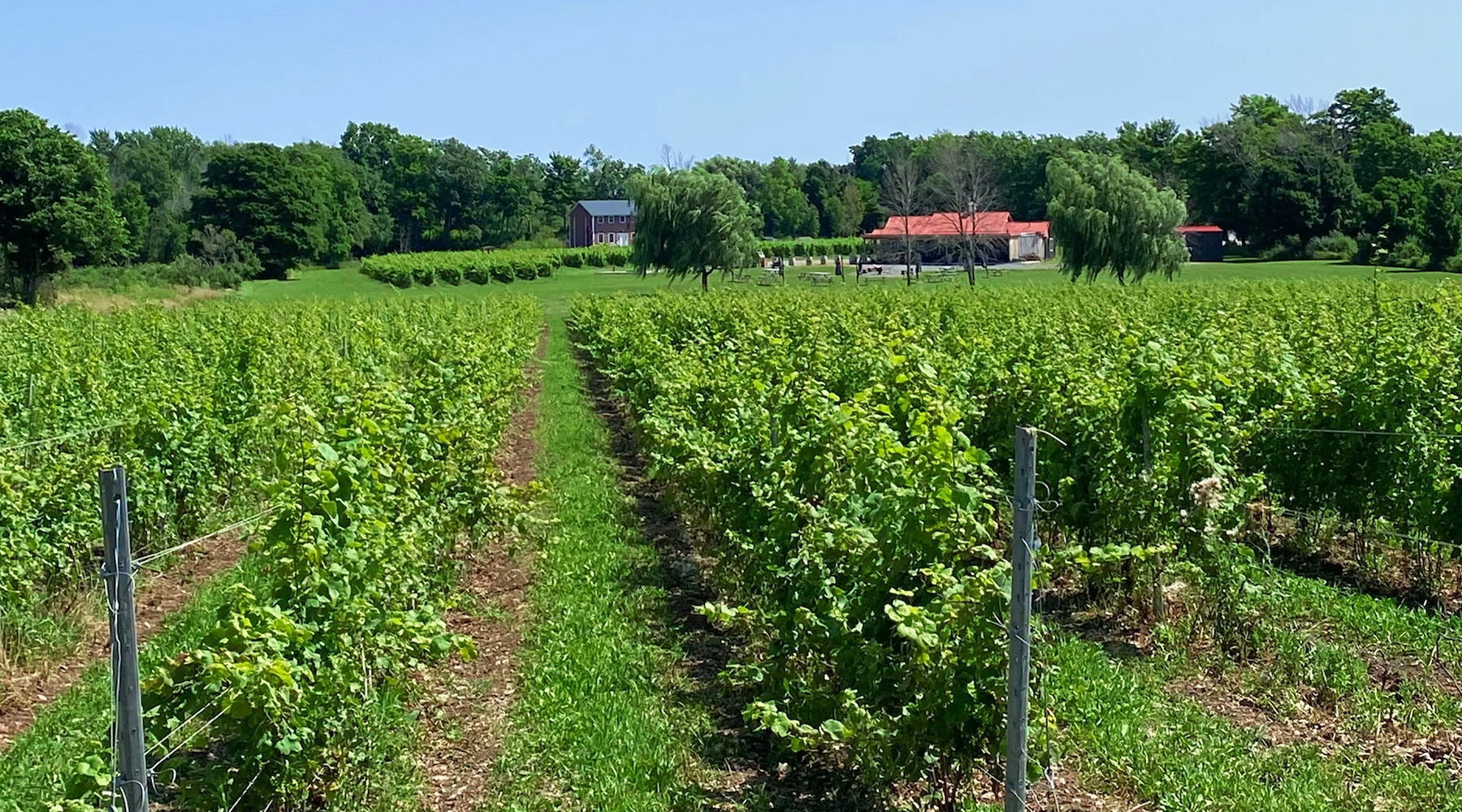 The Redtail vineyard in Hillier, Prince Edward County