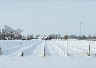 Vineyard winter protection at Redtail