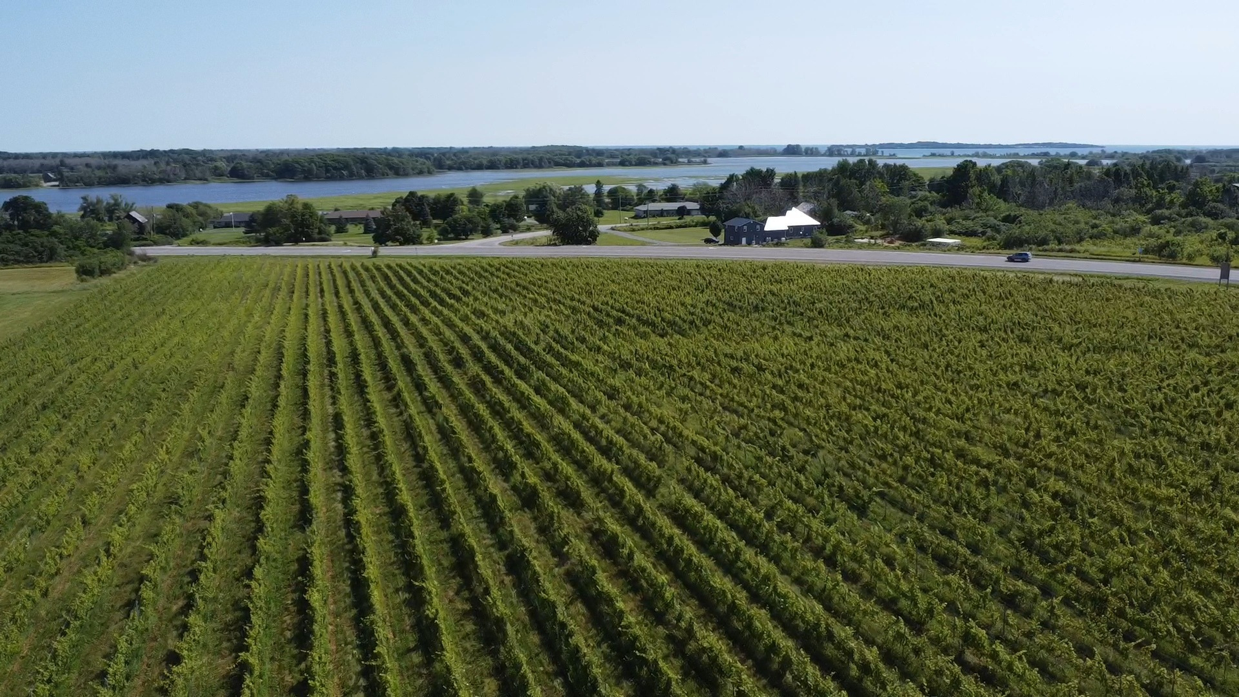 The vineyard overlooking the surrounding landscape and water