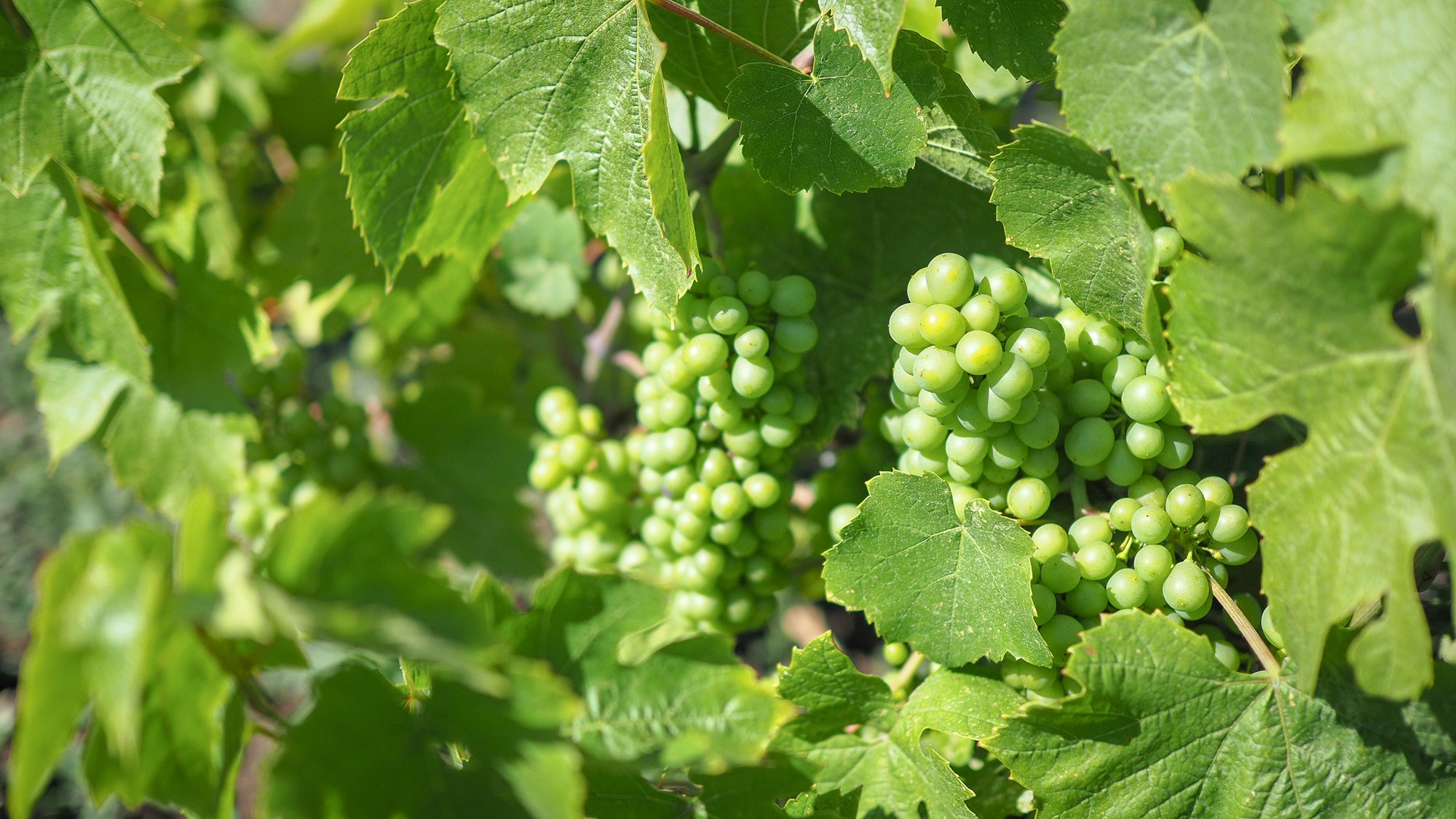 Redtail Vineyards vine